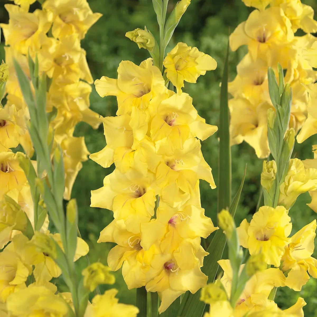 Glaïeuls Jaune – Image 4